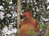 Das Alpha-Männchen einer Proboscis-Gruppe (Foto: katarina , Sungai Kinabatangan, Sabah, Malaysia am 19.02.2011) [2169]