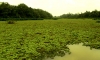 Oxbow-Lake, beinahe komplett zugewachsen (Foto: chari , Sungai Kinabatangan, Sabah, Malaysia am 19.02.2011) [2354]
