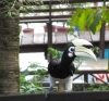 Nashornvogel (Oriental Pied Hornbill) zu Besuch in der Sukau Lodge (Foto: chari , Sukau, Sabah, Malaysia am 19.02.2011) [2357]