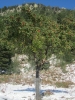 Apfelbaum im Schnee auf dem GR20 beim Anstieg zur Petra Piana (Foto: katarina , Casa Savaggio, Korsika, Frankreich am 30.10.2012) [3643]