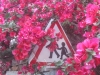 Verkehrsschilder auf korsisch (Foto: katarina , Ota, Korsika, Frankreich am 14.06.2014) [4235]