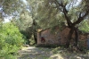 Olivenhain auf dem Klostergelände (Foto: katarina , Santa Maria di Lota, Korsika, Frankreich am 20.05.2018) [5038]