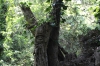 geschnitztes Gesicht im Baum (Foto: katarina , Pietracorbara, Korsika, Frankreich am 18.06.2019) [5209]