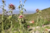 Distel mit Insektenbesuch im Hintergrund das Katafygio (Foto: chari , Lingiades, Epirus, Griechenland am 27.06.2021) [5411]