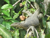 Monitor Lizard am Kinabatangan - egal wie schnell das Boot unterwegs ist, unser Guide entdeckt vieles :-) (Foto: katarina , Sungai Kinabatangan, Sabah, Malaysia am 12.01.2012) [2667]