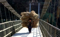 Frau trägt Heu über die Hängebrücke (Siror Bridge) beim Sivananda Kutir (Foto: katarina , Netala, Uttarakhand, Indien am 01.02.2018) [4963]