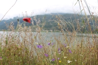 Blick auf den See durch Blüten von der Aslan Pasha Mosche (Foto: chari , Ioannina, Epirus, Griechenland am 16.06.2023) [5678]