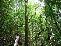  (Foto: katarina , Gunung Gading National Park, Sarawak, Malaysia am 09.12.2009) [155]