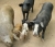 verwilderte Hausschweine (Foto: katarina , Bastelica, Korsika, Frankreich am 09.06.2005) [2925]