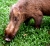 Bartschwein (Bornean bearded pig, Sus Barbatus) (Foto: chari , Bako National Park, Sarawak, Malaysia am 11.12.2009) [1181]