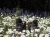 bezaubernde Frühlingswiese (Foto: katjaw , Vikos-Schlucht, Epirus, Griechenland am 22.04.2011) [3688]