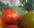 Tomaten schauen rüber zu Erkan (Foto: chari , der Laden, Unteres Weserbergland 53, Deutschland am 24.07.2013) [3822]