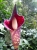 Beim Aufstieg zum Kerinici: eine Amorphophallus Blüte (Foto: katarina , Kerinci Seblat National Park, Sumatra, Indonesien am 25.01.2012) [4467]