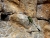 Libelle begutachtet ein Relief (Foto: chari , Borobudur, Java, Indonesien am 18.12.2016) [4764]
