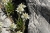 Edelweiß im Alpengarten Schachen (Foto: Bbb auf wikivoyage , Zugspitze, Nördliche Kalkhochalpen 01, Deutschland am 05.08.2007) [5110]