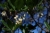 Blüte des Erdbeerbaums (Foto: chari , Bastelica, Korsika, Frankreich am 26.09.2019) [5286]