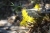 gelbe Blume (Foto: chari , Zagorochoria, Epirus, Griechenland am 27.06.2021) [5414]