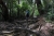 Wurzeln auf dem Weg (Foto: chari , Penang National Park, Penang, Malaysia am 15.12.2022) [5558]