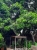 Mango-Baum beim Flowers and Fire Yoga Zentrum (Foto: katarina , Gili Air, Lombok, Indonesien am 30.12.2022) [5596]