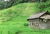 Terassenfelder und Vieh-Hütte (Foto: chari , Sidemen, Bali, Indonesien am 03.01.2023) [5603]
