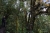 mit Flechten und Moosen bewachsene Bäume (Foto: chari , Doi Pha Hom Pok National Park, Chiang Mai, Thailand am 17.01.2024) [5790]