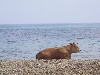 Strand-Kuh auf dem alten Zöllner-Weg (Foto: katarina , Centuri, Korsika, Frankreich am 04.05.2008) [1750]