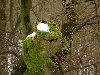 Hallo, hier ist Kermit, der Frosch! (Foto: philip , Willebadessen, Oberes Weserbergland 36, Deutschland am 13.03.2010) [1780]