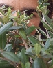 der Olivenbaum im Laden wird beäugt (Foto: chari , Heimweg 28, Unteres Weserbergland 53, Deutschland am 05.05.2010) [1926]