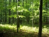 noch mehr Buchen im größten Laubwald des Landes (Foto: katarina , Nationalpark Hainich, Thüringer Becken 47 48, Deutschland am 24.09.2010) [2091]