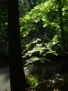 Buche an der Schlaube (Foto: philip , Bremsdorfer Mühle, Ostbrandenburgisches Heide- und Seengebiet 82, Deutschland am 12.09.2008) [2126]