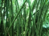 Bambus am Bukit Nanas (Foto: chari , Kuala Lumpur, Kuala Lumpur, Malaysia am 10.03.2011) [2198]