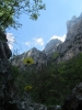 Vikos-Blümchen (Foto: chari , Vikos-Schlucht, Epirus, Griechenland am 22.04.2011) [2239]