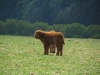 echt knuffig. (Foto: katarina , Sababurg, Weser-Leinebergland 37, Deutschland am 02.05.2011) [2252]