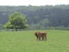 Echt knuffig II - vor allem wenn sie rennen. (Foto: katarina , Sababurg, Weser-Leinebergland 37, Deutschland am 02.05.2011) [2253]