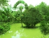 Blick in den Garten - SJR (Foto: chari , Sepilok, Sabah, Malaysia am 09.02.2011) [2326]