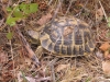 U Cupulatta - Schildkröte (Foto: katarina , Vivario, Korsika, Frankreich am 26.09.2011) [2522]
