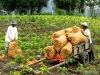 Kerinci-Kartoffelernte (Foto: katarina , Kersik Tua, Sumatra, Indonesien am 26.01.2012) [2723]