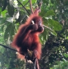 Orang Utan mit Banane (Foto: katarina , Bukit Lawang, Sumatra, Indonesien am 02.02.2012) [2746]