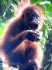 Orang Utan (Foto: katarina , Bukit Lawang, Sumatra, Indonesien am 02.02.2012) [2747]