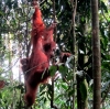 Orang Utan mit Kind (Foto: katarina , Bukit Lawang, Sumatra, Indonesien am 02.02.2012) [2748]