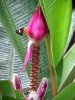 Banane in pink (Foto: katarina , Gunung Mulu National Park, Sarawak, Malaysia am 03.01.2012) [2790]