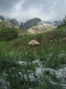 Stillleben am Richiusa: Pilz im Schnee (Foto: katarina , Bocognano, Korsika, Frankreich am 29.10.2012) [3636]