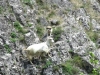 Das ist der jüngste, kleinste und entzückendste Hütehund des Epirus :-) (Foto: katarina , Konitsa, Epirus, Griechenland am 23.04.2011) [3684]