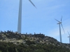 Ziegenparty bei den Windrädern von Centuri (Foto: chari , Centuri, Korsika, Frankreich am 02.06.2013) [3733]