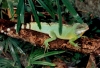 Gecko (Foto: uweb , George Town, Penang, Malaysia am 12.04.1990) [3823]