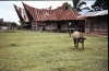 Junger Büffel (Foto: Uli Breyer , Tomok, Sumatra, Indonesien am 20.04.1986) [3832]