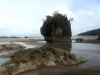 Sandstein (Foto: katarina , Bako National Park, Sarawak, Malaysia am 02.01.2014) [4161]
