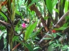 Dschungel-Farben (Foto: katarina , Gunung Mulu National Park, Sarawak, Malaysia am 04.01.2014) [4164]