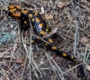 Salamander im Regen (Foto: chari , Evisa, Korsika, Frankreich am 13.06.2014) [4207]