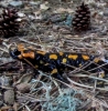 Salamandra Corsica zeigt sich bei Regen (Foto: chari , Evisa, Korsika, Frankreich am 13.06.2014) [4208]